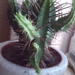 Testfoto Kaktus Y300